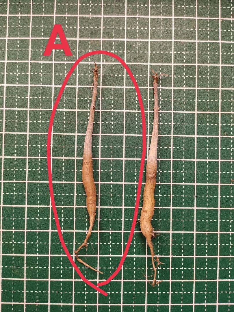 MOKA　ボスウェリア サクラ　実生苗2本