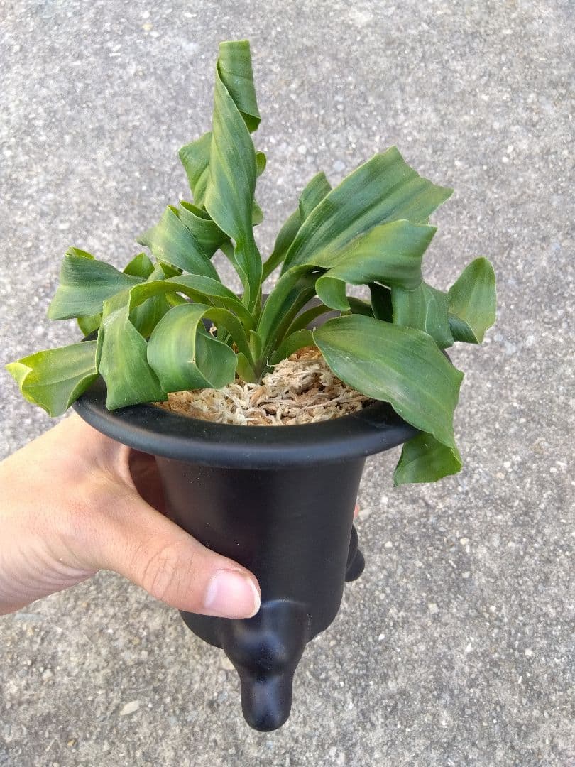 万年青　おもと　獅子　4号陶器鉢つき　4株群生❗　な