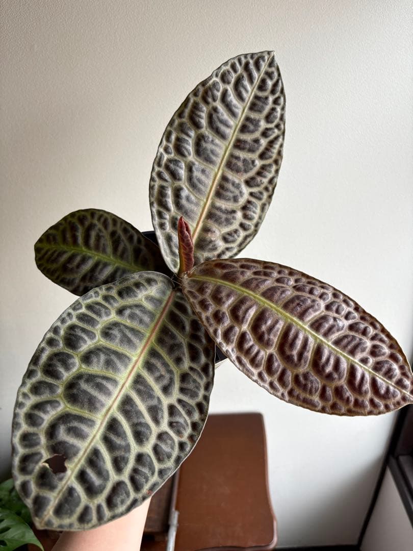 ラビシア　オブツシフォリア　タートルバック　5号　③