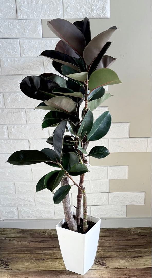 黒艶❗️フィカスバーガンディ⭐️朴タイプ⭐️3本立ち　観葉植物