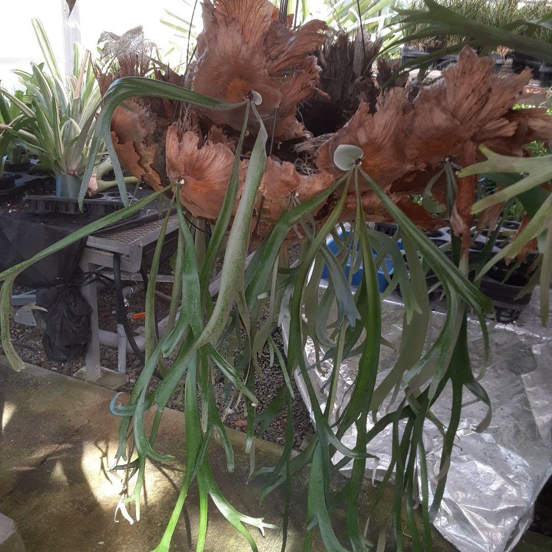 ウイリンキー　ビカクシダ