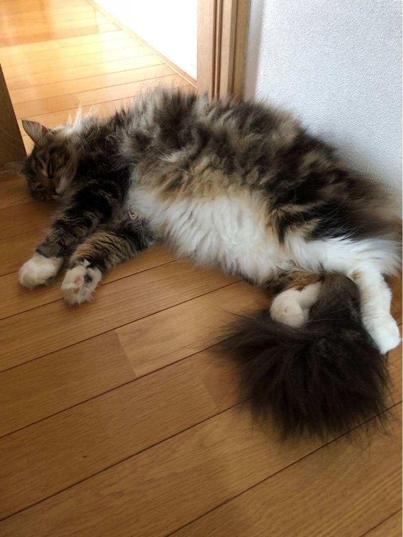 インテリア　珍品　プレゼント　猫