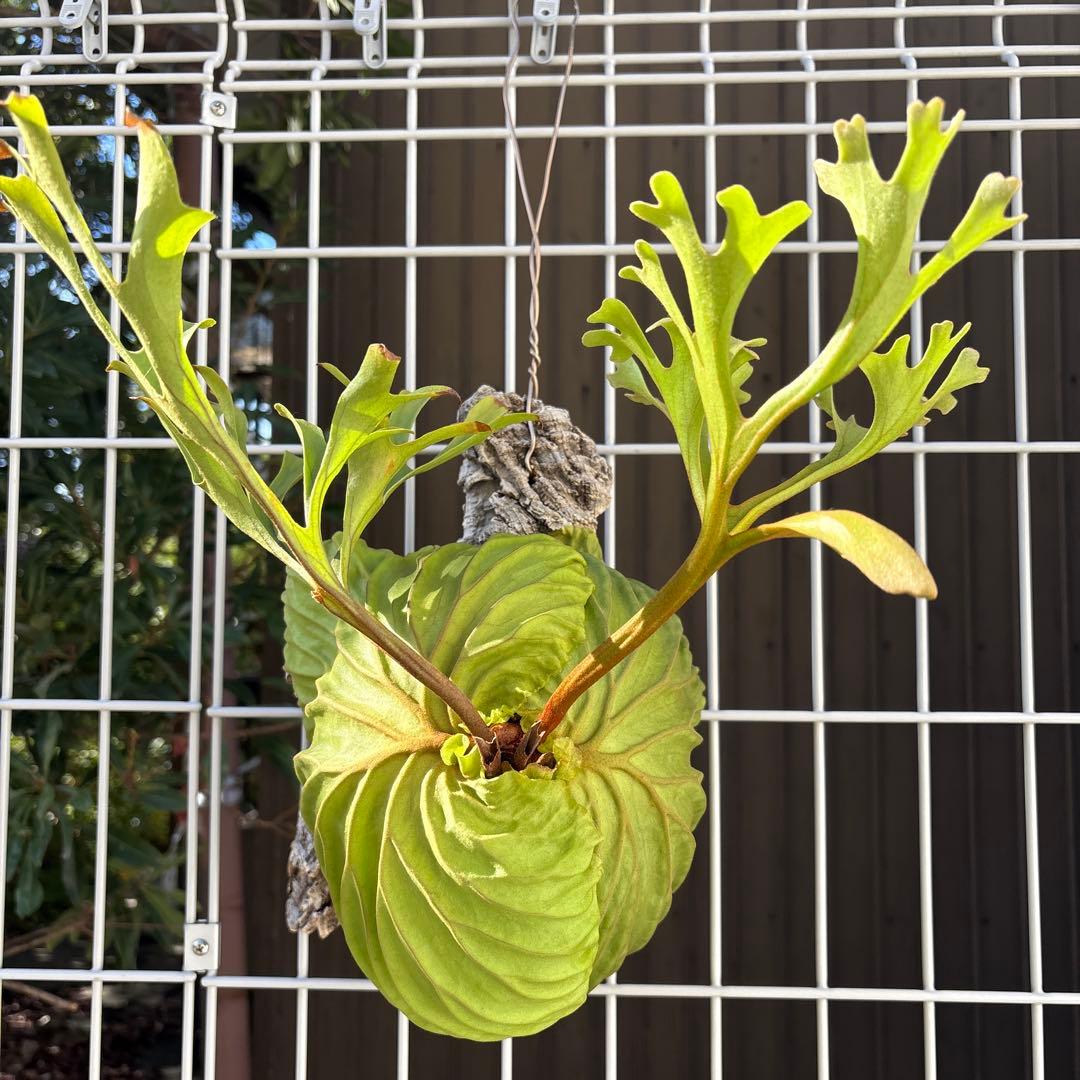 【超厳選美株 良型】ワイルドリドレイ ビカクシダ　コウモリラン