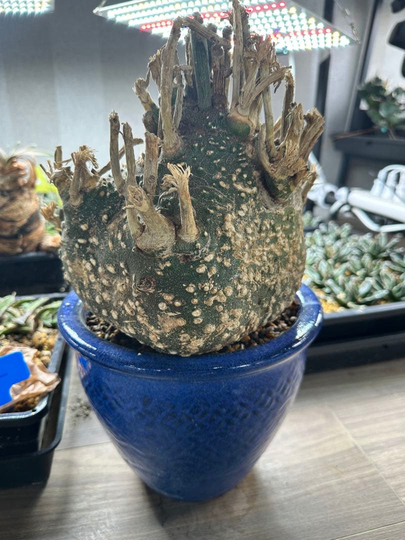 アデニア グロボーサ　超特大　枝数多め　※発根済み