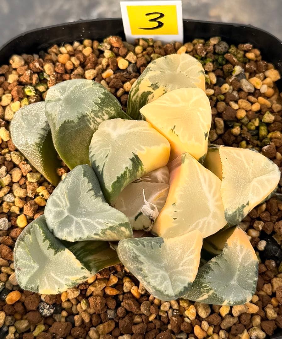 ハオルチア　万象　覇王錦　極上斑　鮮明株