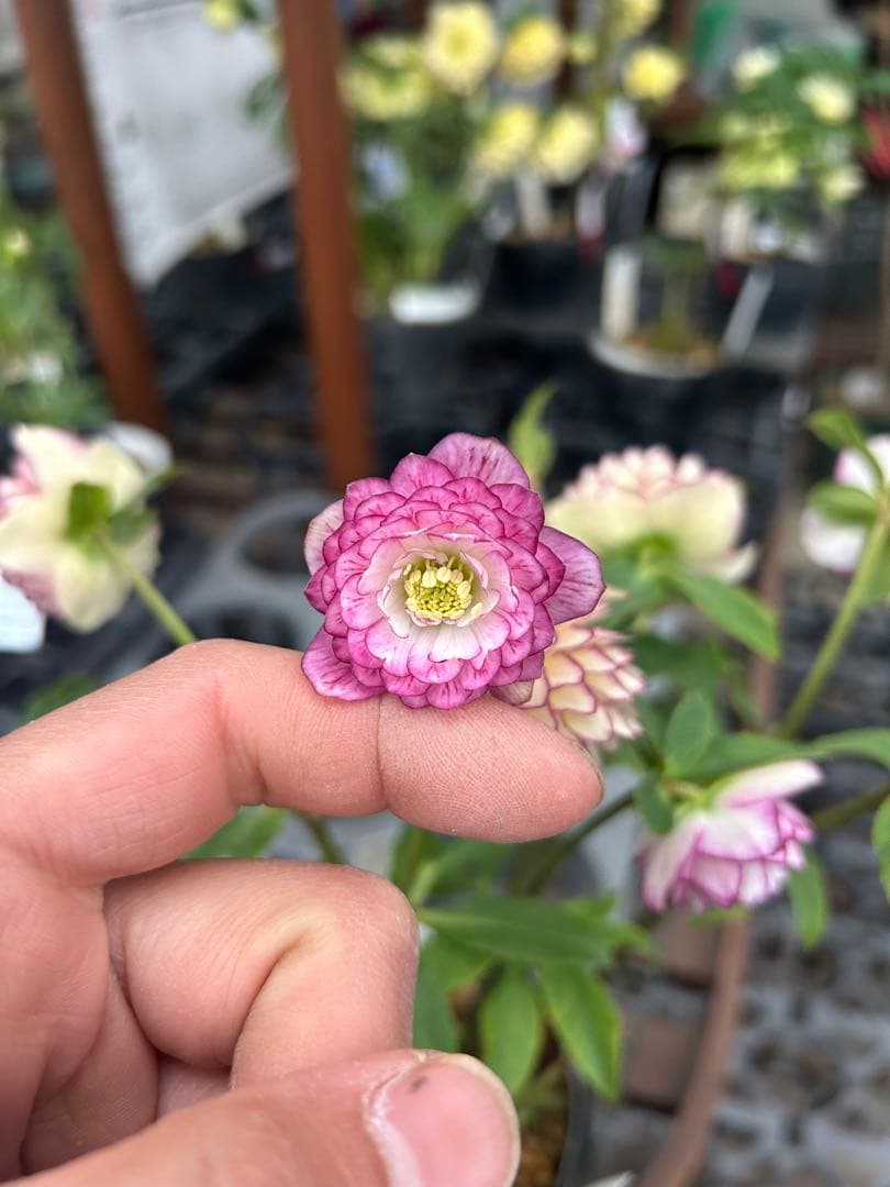 加藤農園 アフロディーテプリマヴェーラ クリスマスローズ同梱可能