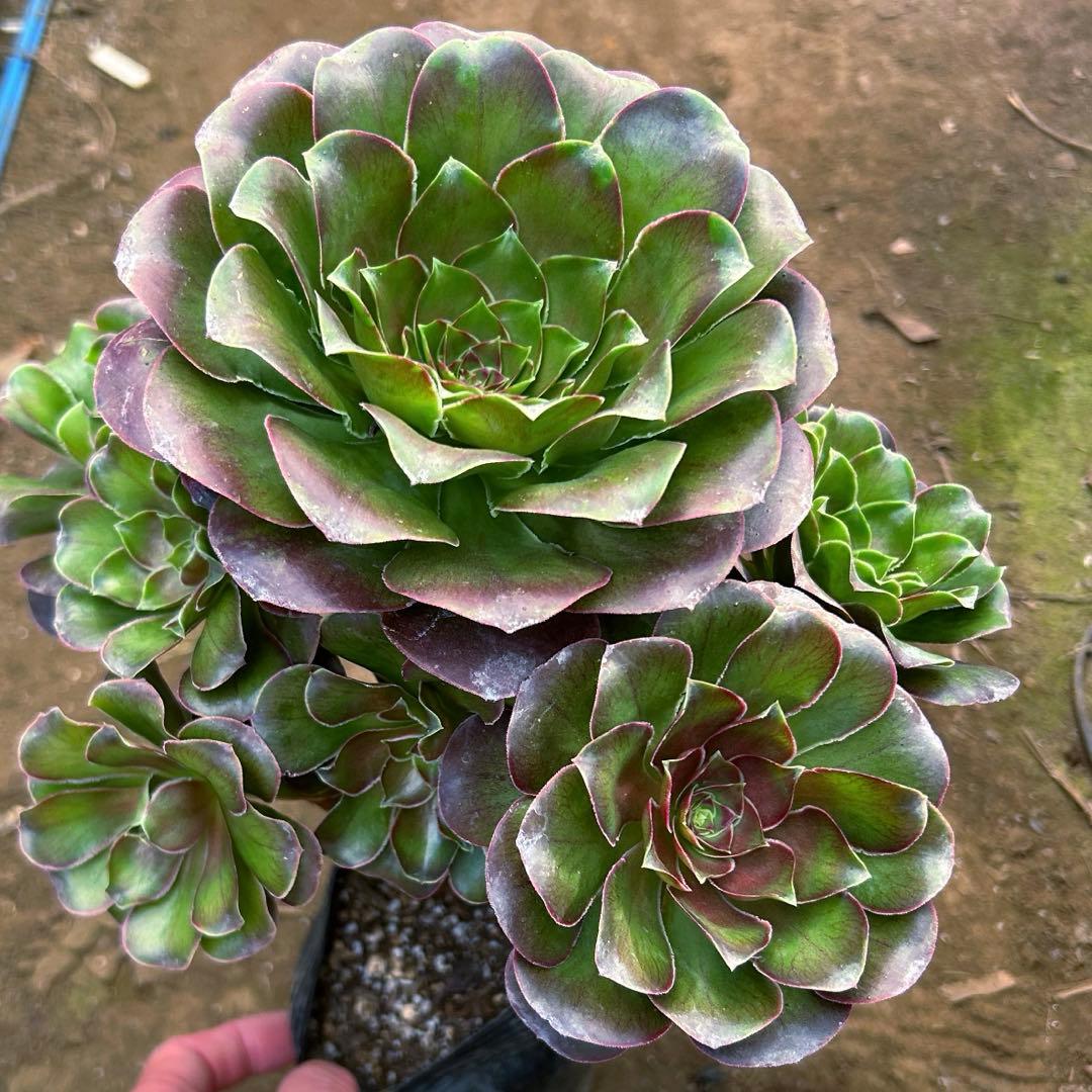 激安‼️お買得‼️アエオニウム　選別株　希少‼️グレー魅金ローズ　大株　群生苗　抜き苗